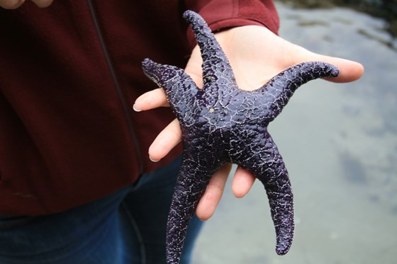 Sea Stars at Ruby Beach Tidepools