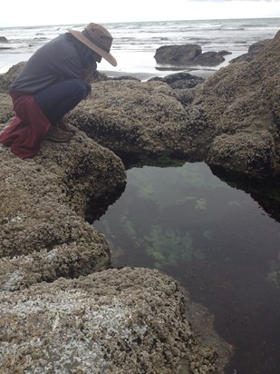 tide pools, WA