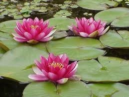 3 water lillies