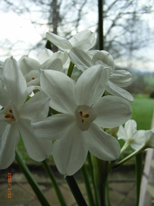 white flowers