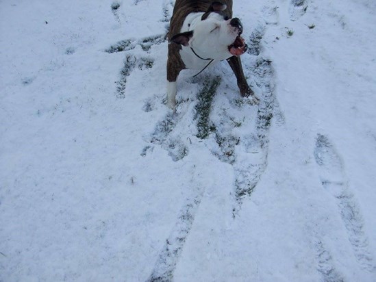 pet doggie loving the snow