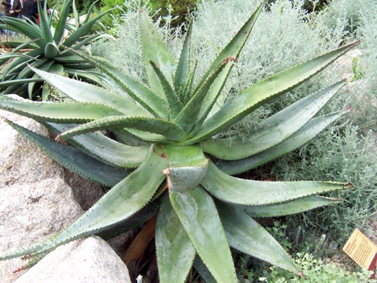 cactus can find water anywhere