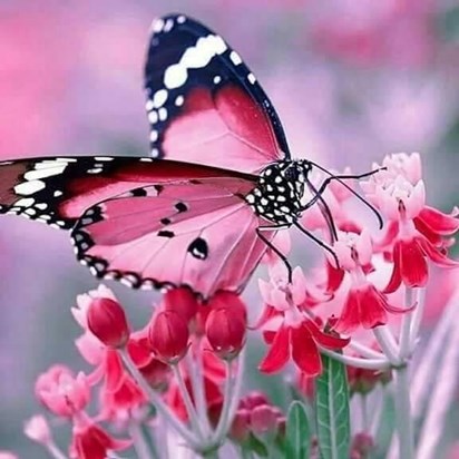 pretty butterfly