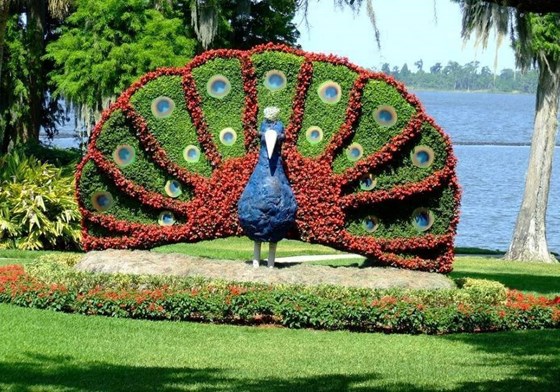 Mikeel, what clever gardening people to create this peacock out of growing plants-for the Olympic Games in Beijing years ago.