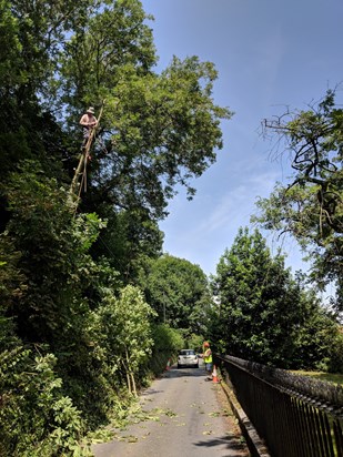 Robin high up in our trees 2018