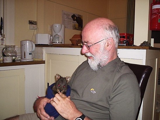 Gordon and Paddy, the orphaned Tasmanian Pademelon at Lake St Clair NP,Tasmania. Summer 2007jpg