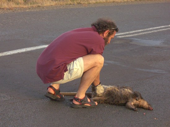 BB check road-killed wallaby's pouch, Lyell Hwy, Tas (GM photo) 