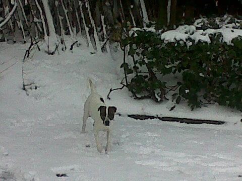 Archie loving the snow 