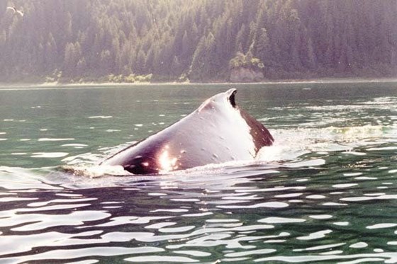 65 ft Humpback whale coming directly at our 17 ft boat!  Alaska 2002