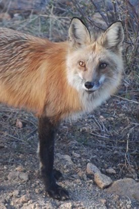 Ann's photo of a fox in our back yard in the early morning