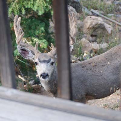 mule deer buck peering through deck railings