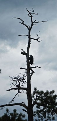 turkey vulture after a rain storm
