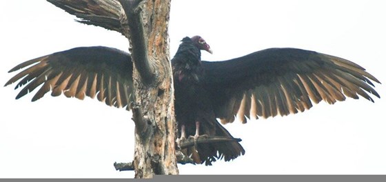 turkey vulture drying his wings