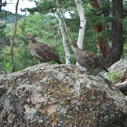Grouse family blending in with rocks