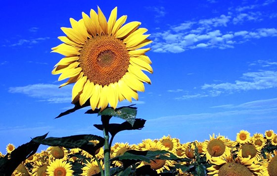 Beautiful-Sunflowers-Wallpaper-1