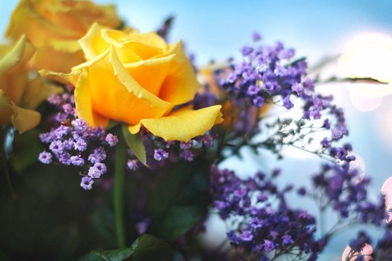 yellow-roses-purple-flowers-sigrun-saemundsdottir.jpg