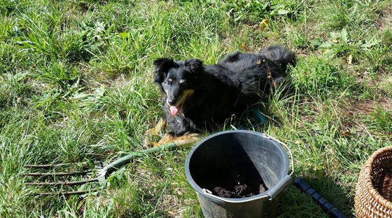 Katy assisting with the gardening