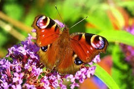 This butterflies comes to see us often, and at the strangest times so I know u r there xxx