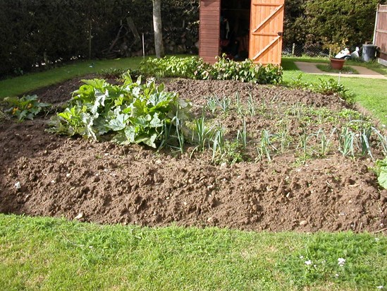 David's veggie patch, Lowestoft