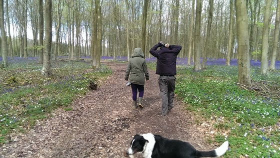 Mike, Helen and Hickey in a bluebell wood in 2016