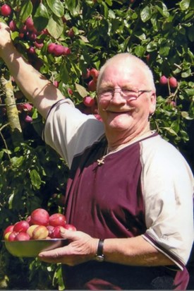 Dad Picking  His Abundance Of Plums In 2009
