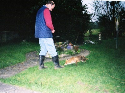 Allen befriending a fox