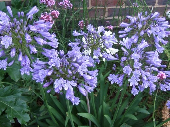 One of Allens favourite flowers Agapanthus