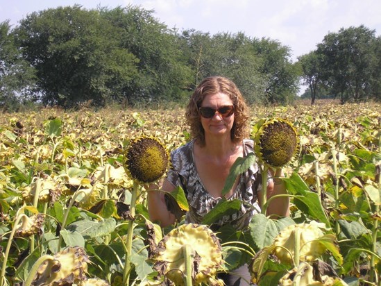 in a Hungarian sunflower field near Pécs