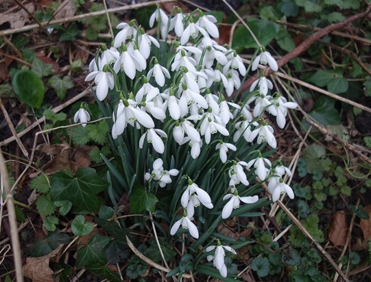 the snowdrops remember us walking past together