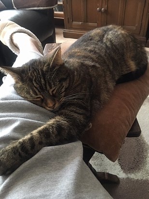 Zizi cozying up to Thelma's leg (December 2019)