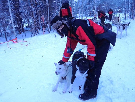 Thelma getting friendly with a member of the sled team in Ivalo, Lapland