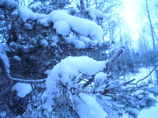 Thelma's arty winter photo - Ivalo, Lapland - January 2019
