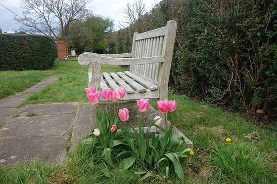 these are the tulips next to our bench, which expect us every spring