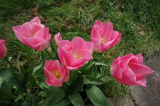 our tulips appear each year in early spring ...