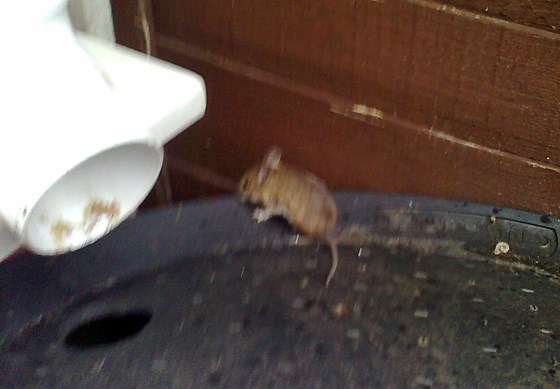 one of the many mice Thelma saved over the years