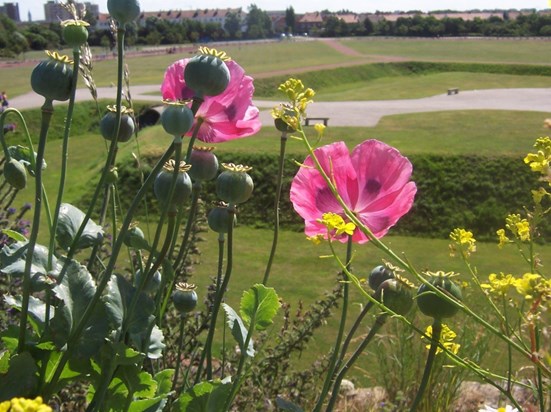 one of Thelma's arty photos of poppies in Calais, 2005