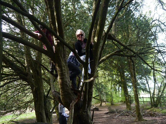 Never too old to climb trees :-)