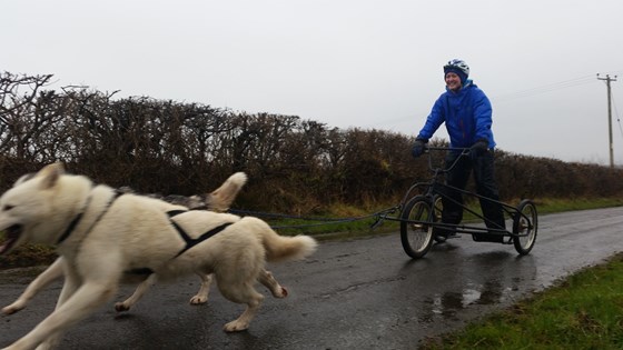 Dryland mushing