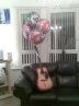 guitar 40 ballons..x