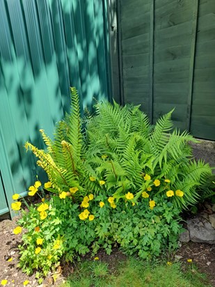 Jeff gave us these ferns as a gift from the forest,so every year we have wonderful memories of life at the cottaage.x