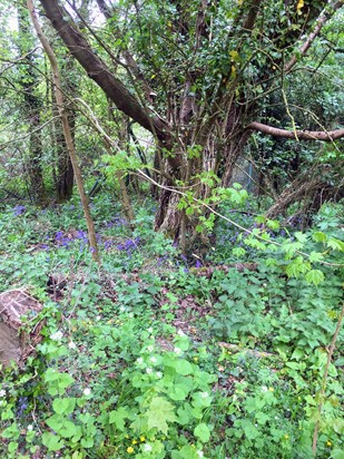Bluebells on Robinswood Hill reminds us of dear Maggie 💜