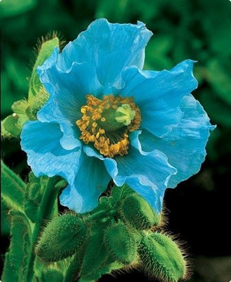 BLUE FLOWER-3