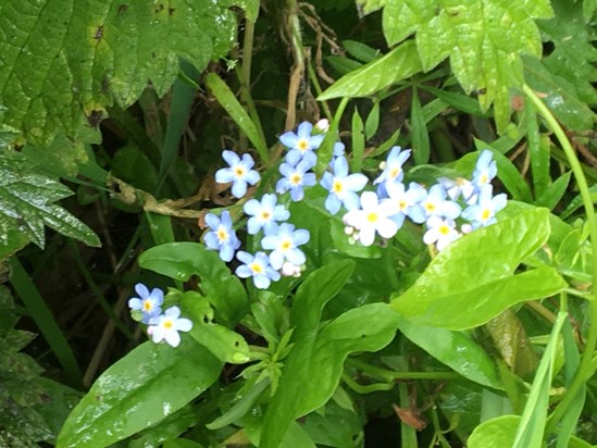 Forget me nots at Loch Leven