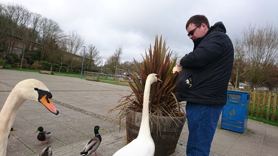 Feeding the swans at Helston boating lake