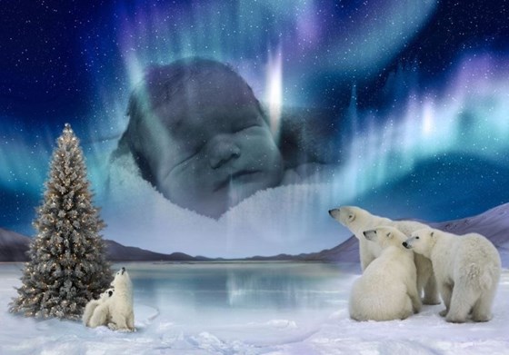 Lucian's Polar Bear Picture x