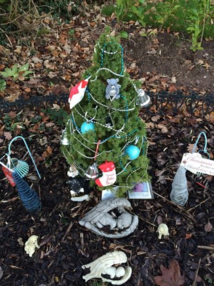 Lucians Christmas Tree 2015
