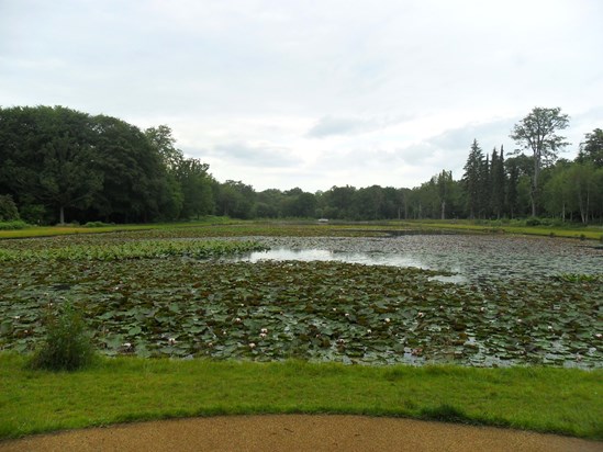 The Cow Pond