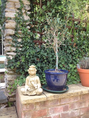 Will's statue of Buddha in the garden (next to an olive tree in memory of John).