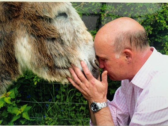 Donkey serenade 