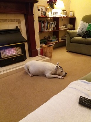 Maggie relaxing at Grandma's house.